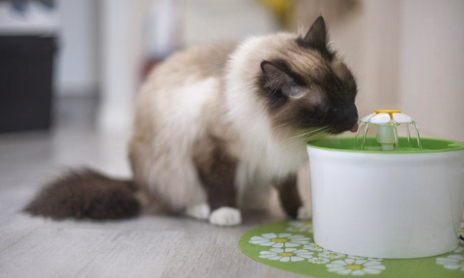 Ile trwa adaptacja kota w nowym miejscu?