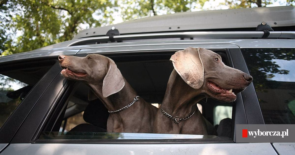 Czy klimatyzacja wpływa na aklimatyzację?