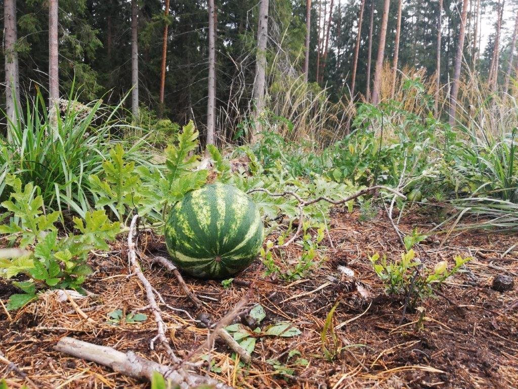 Na czym rosną arbuzy?