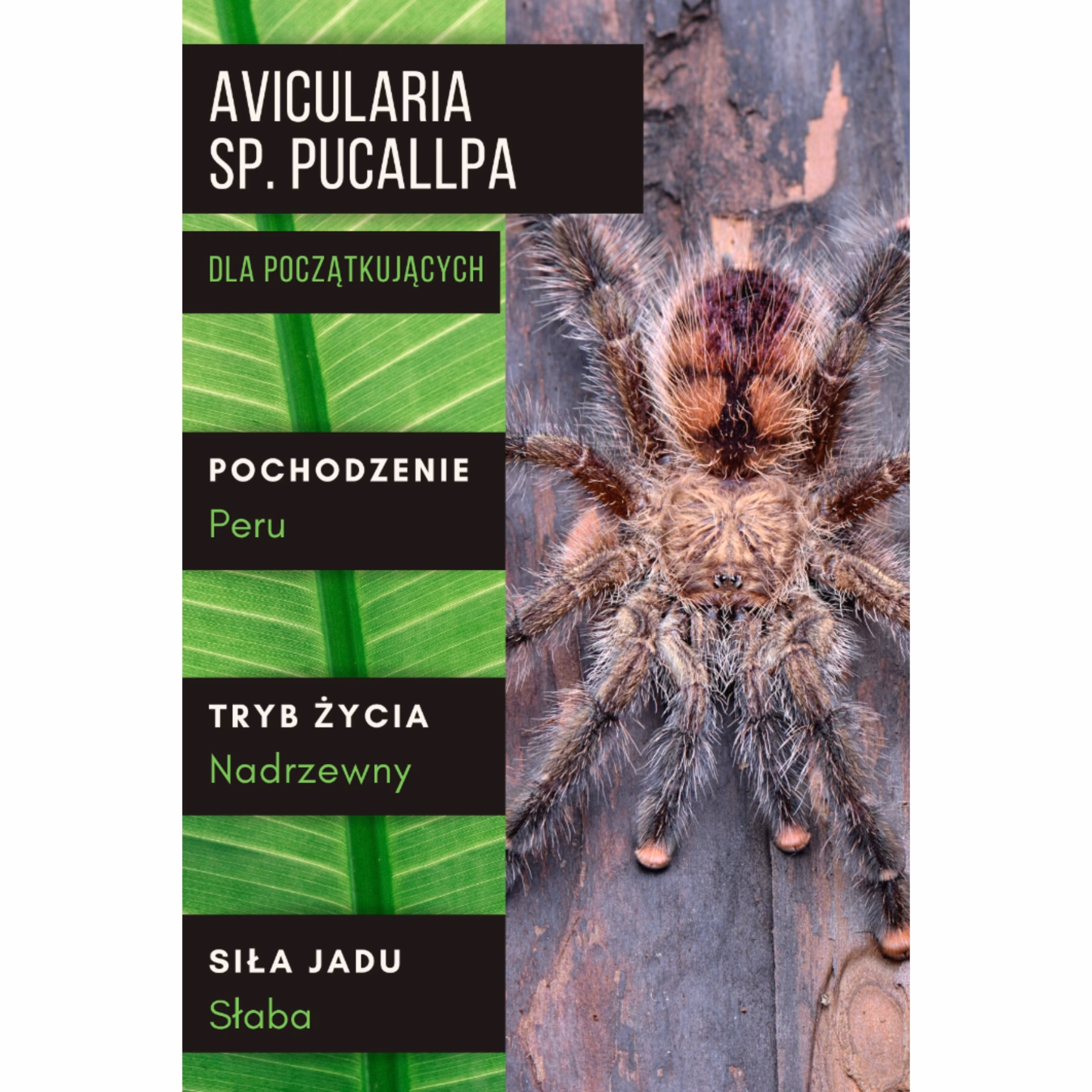 Jak długo żyje avicularia?