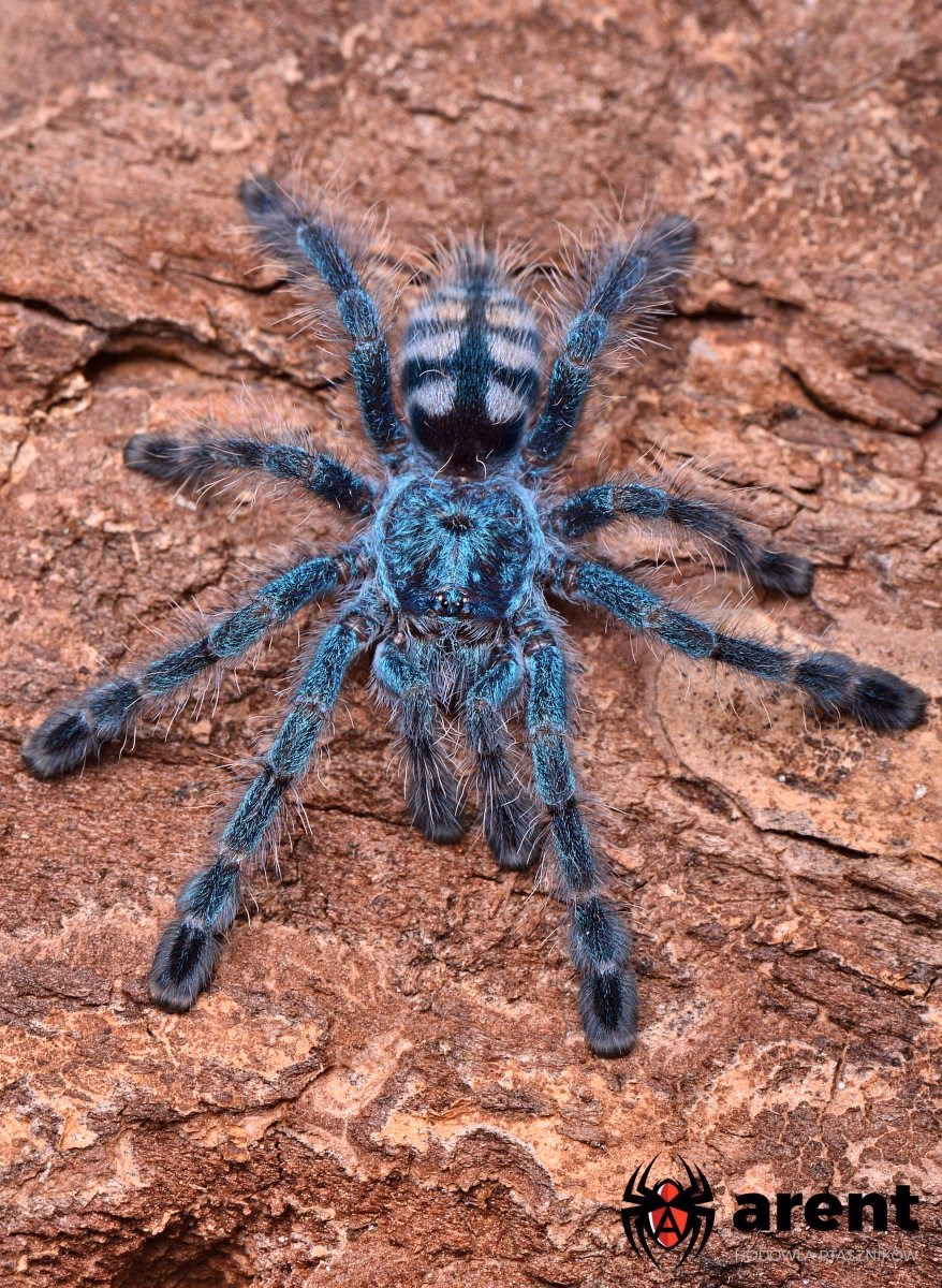 Jak pielęgnować karaibena versicolor?