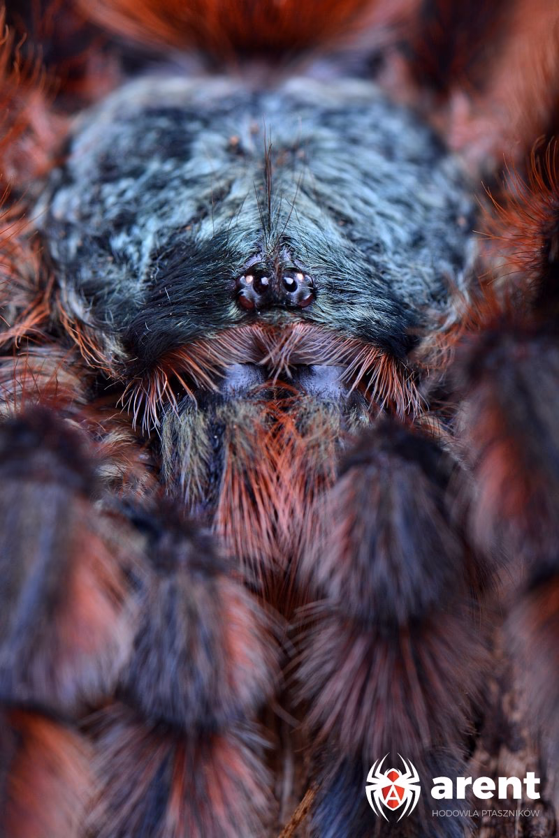 Czy Caribena versicolor skacze?