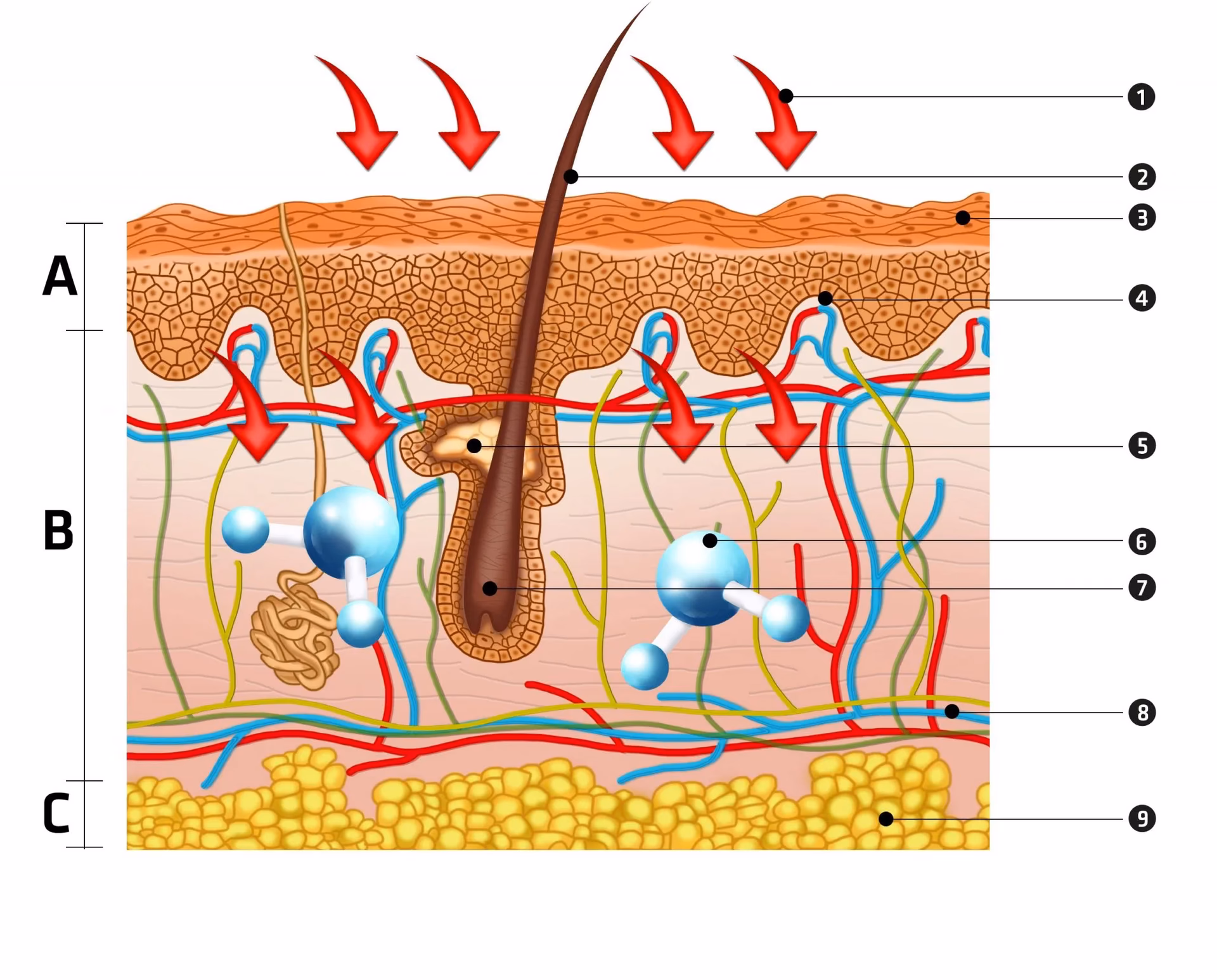 Jak działa podczerwień na skórę?