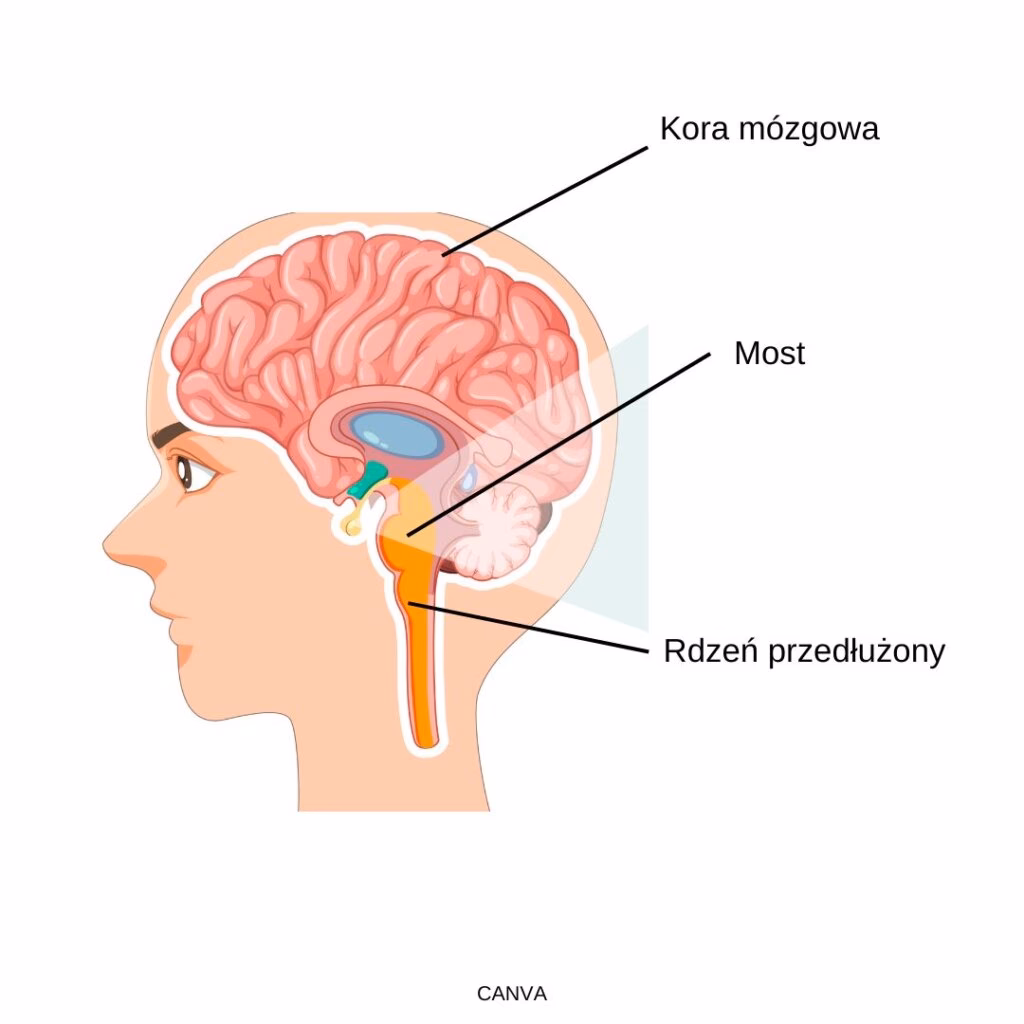Co reguluje oddychanie?
