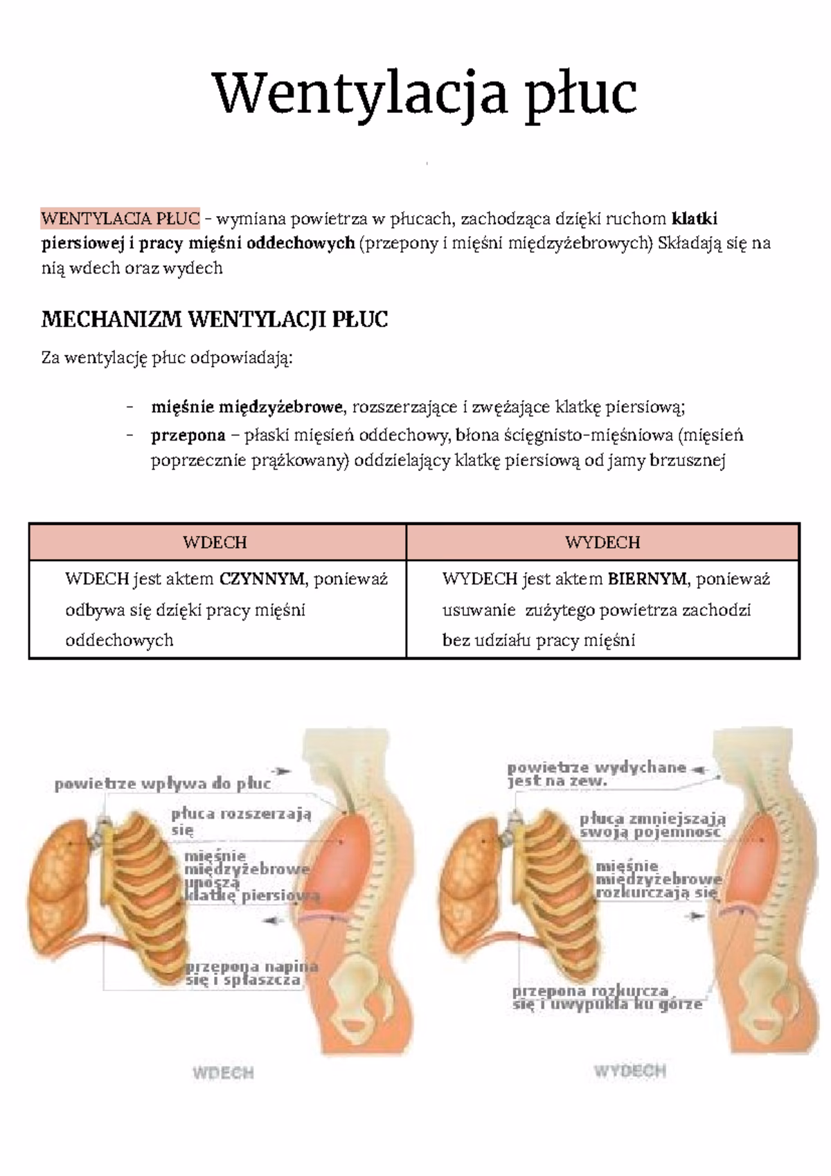 Co jest odpowiedzialne za wentylację płuc?