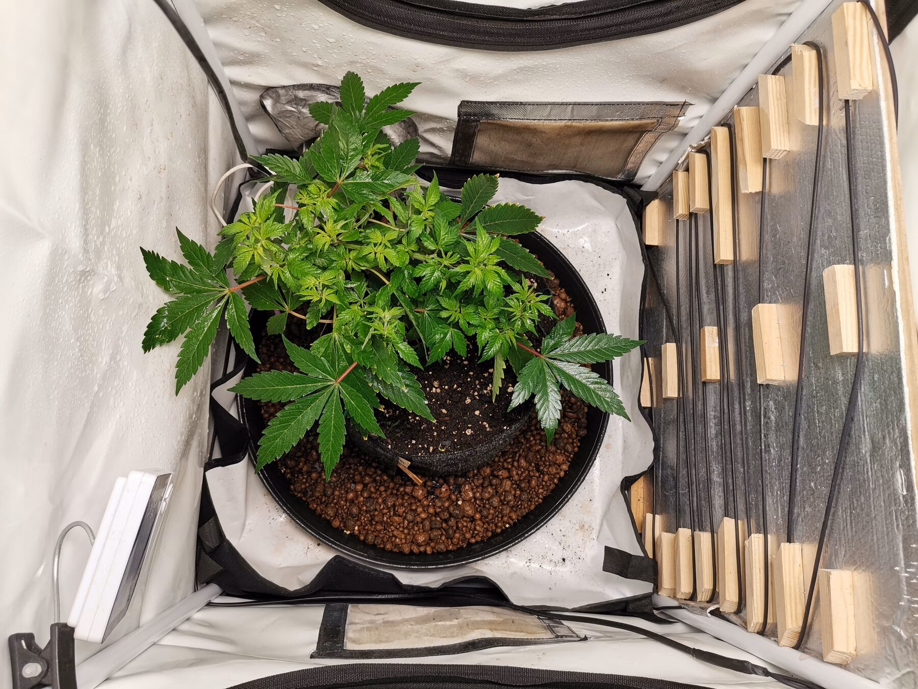 Co jest potrzebne do uprawy indoor?