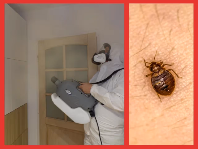 Czy pluskwy przechodzą wentylację?