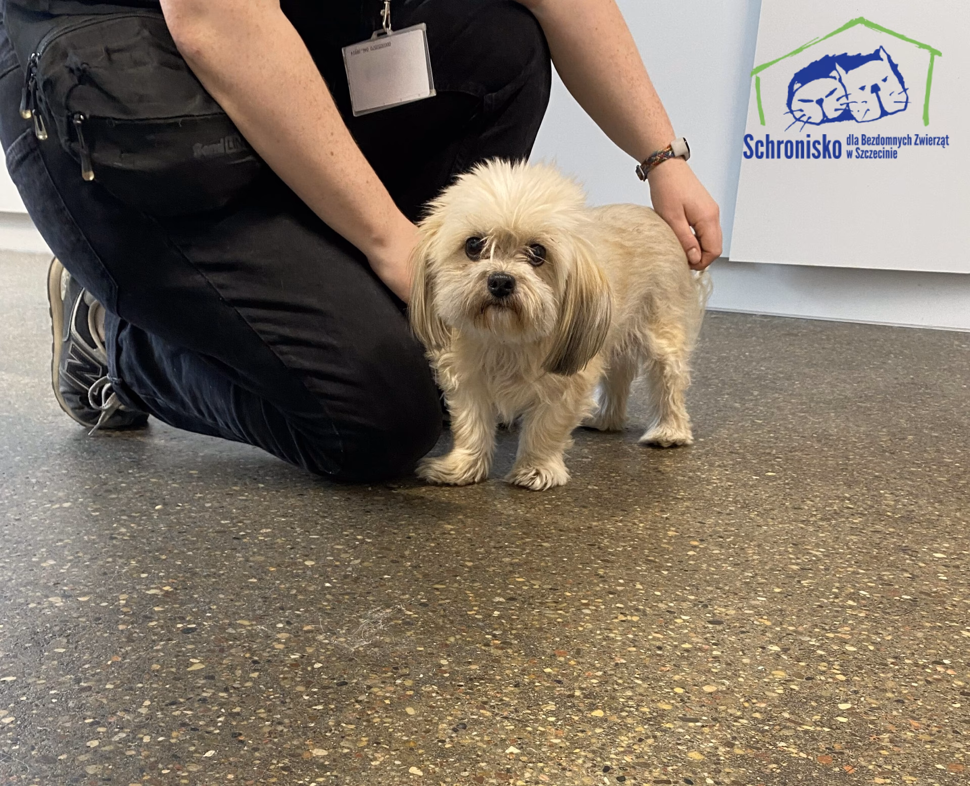 Co robią z psami w schronisku?