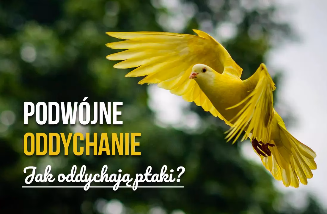 Czym różnią się płuca ptaków od płuc człowieka?