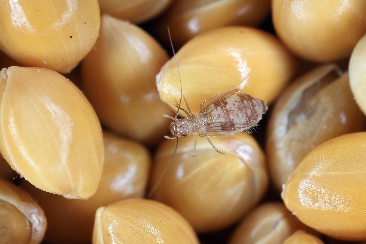 Gdzie gryzki składają jaja?