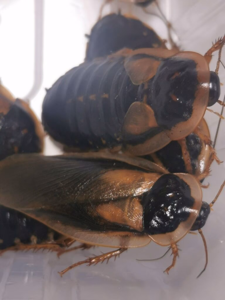 Jak utrzymać świerszcz przy życiu?