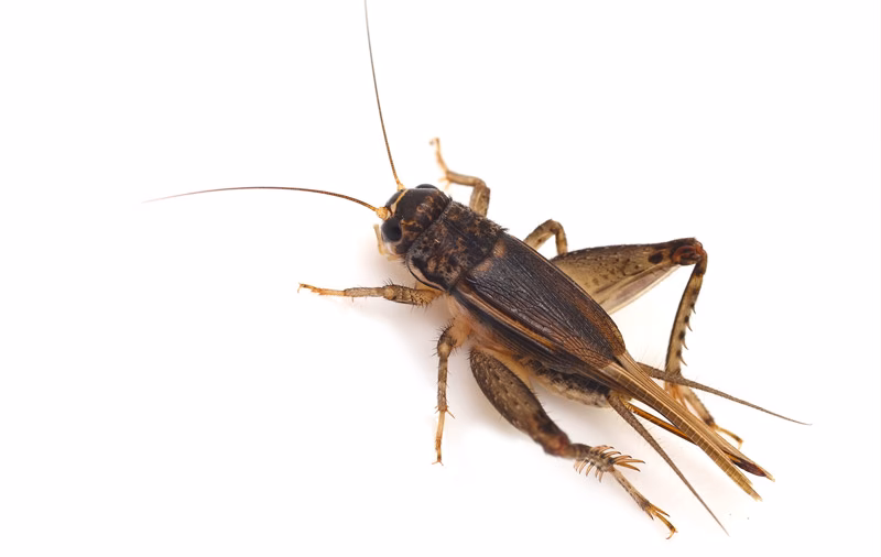 Jak przetrzymywać karaczany?