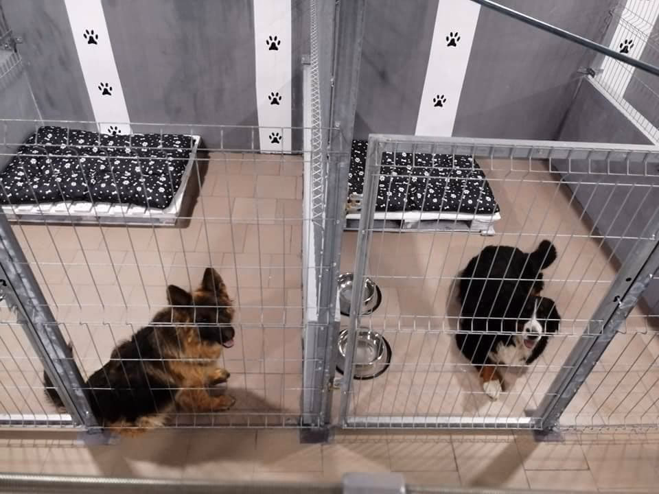 Czy psy mogą przebywać w pokojach hotelowych?