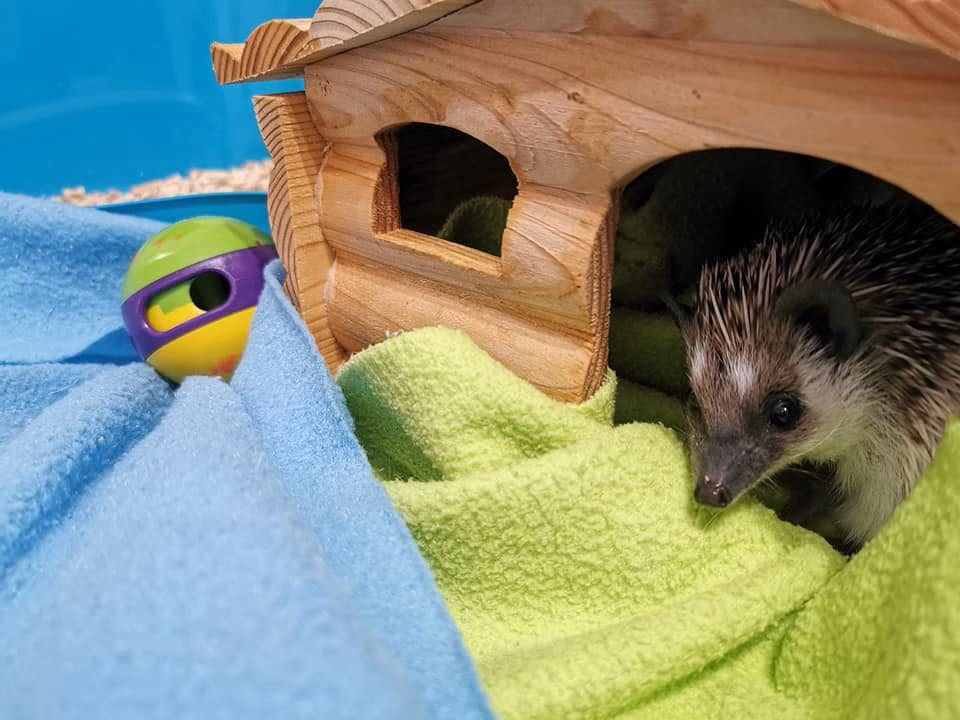 Jaka temperatura dla jeża?