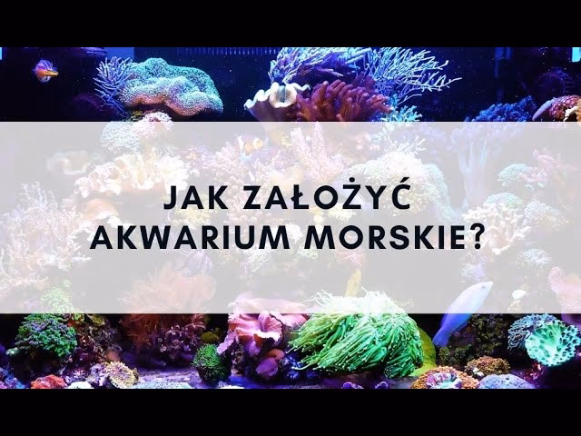Co ile wymienia się wodę w akwarium morskim?