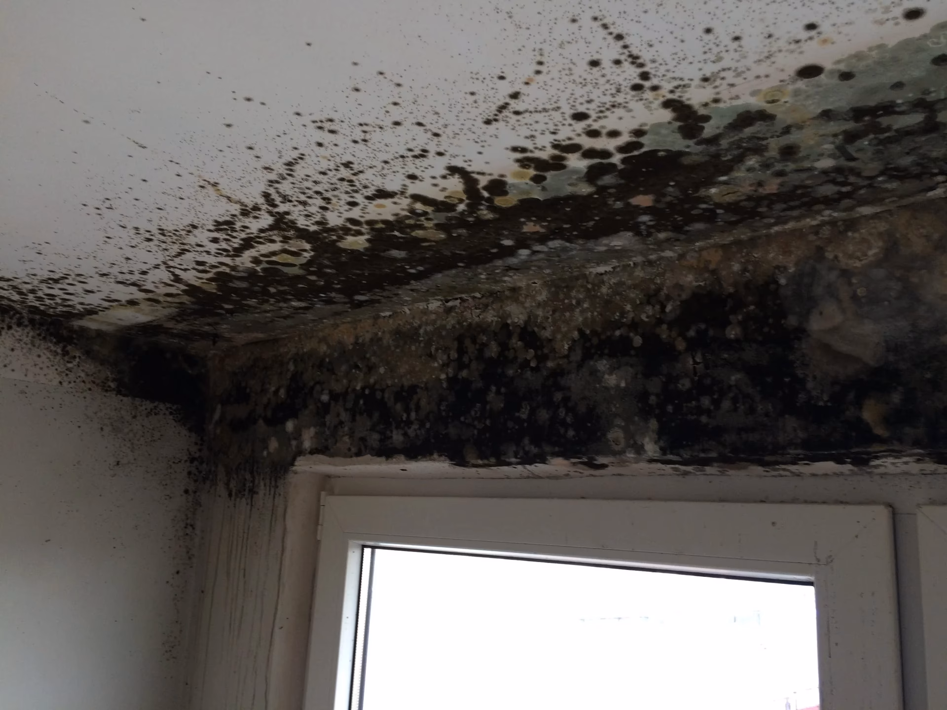 Czego nie lubi pleśń?