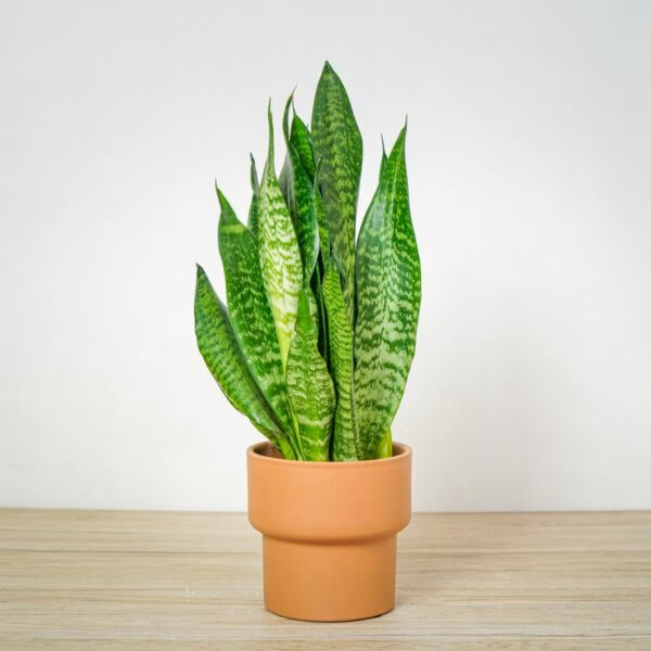 Jaki jest najzdrowszy kwiat do domu?