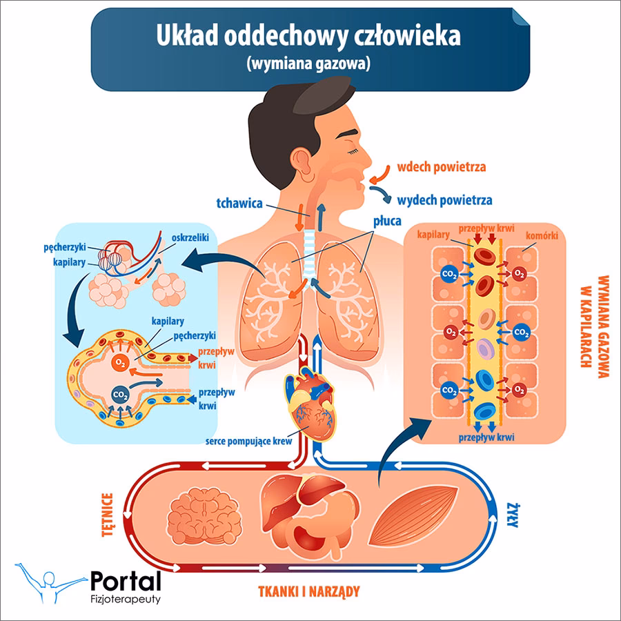 Czy tchawica oczyszcza powietrze?