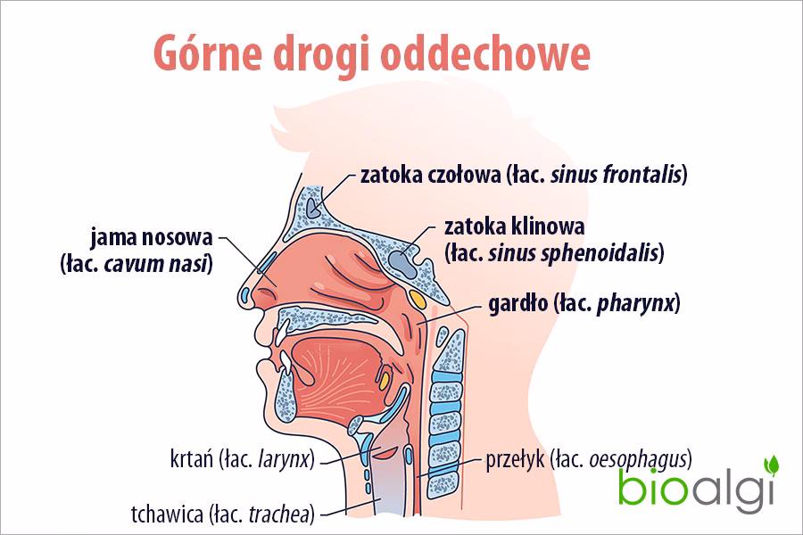 Czy jama nosowa ogrzewa powietrze?