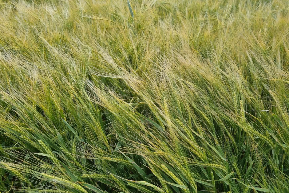 Czy jęczmieniem można palić w piecu?