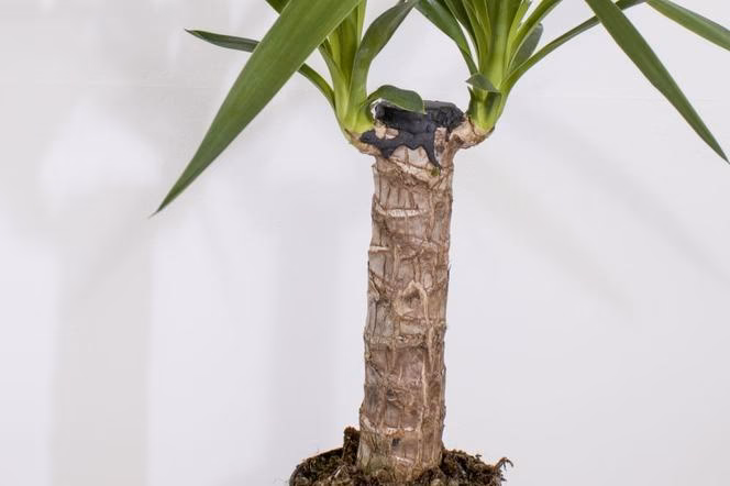 Czy juka może stać przy kaloryferze?