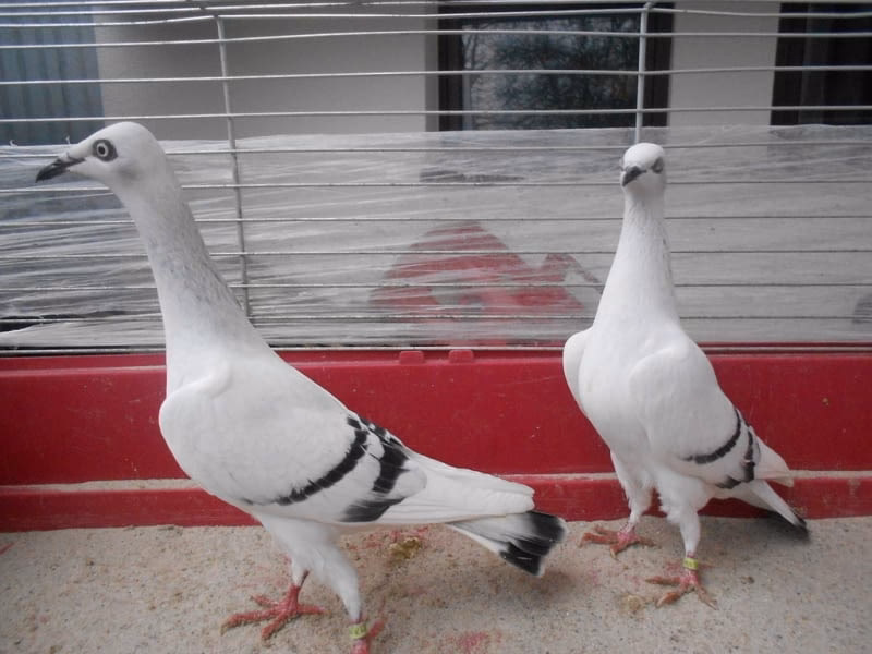 Jakie są wady gołębi pocztowych?