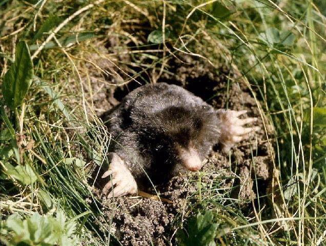 Czego nienawidzą krety?