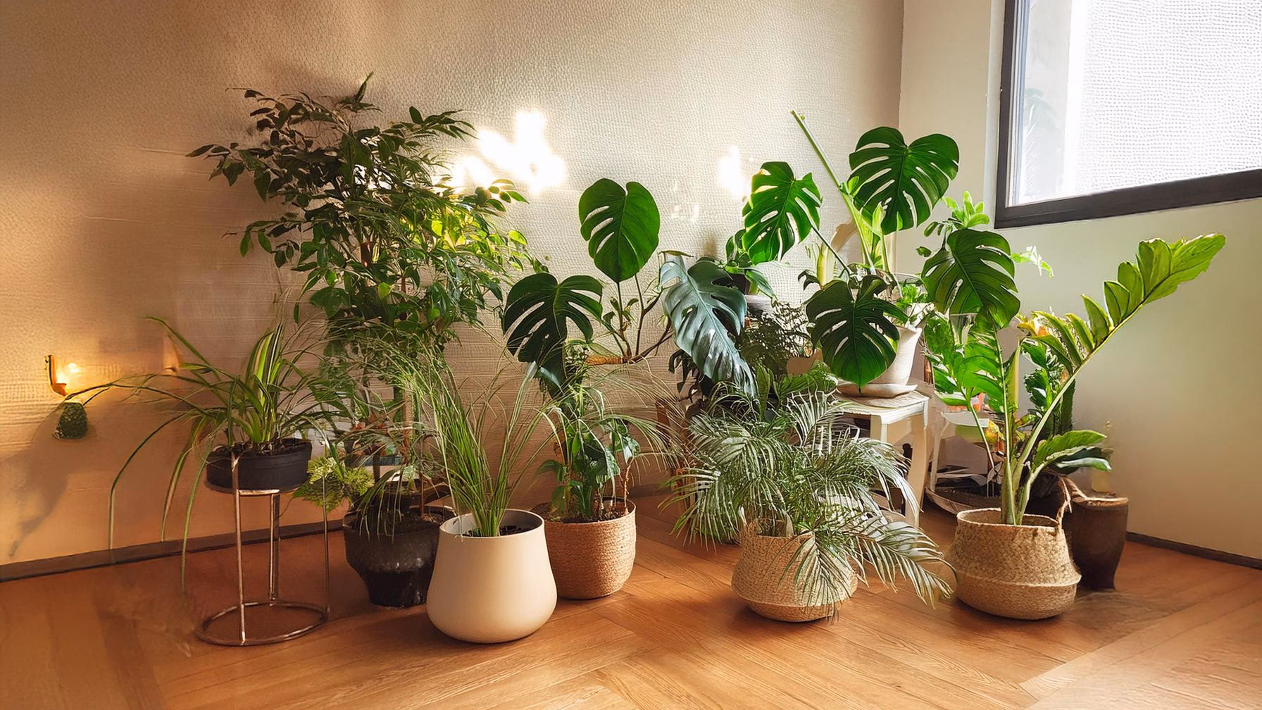 Czy kwiaty mogą stać przy kaloryferze?