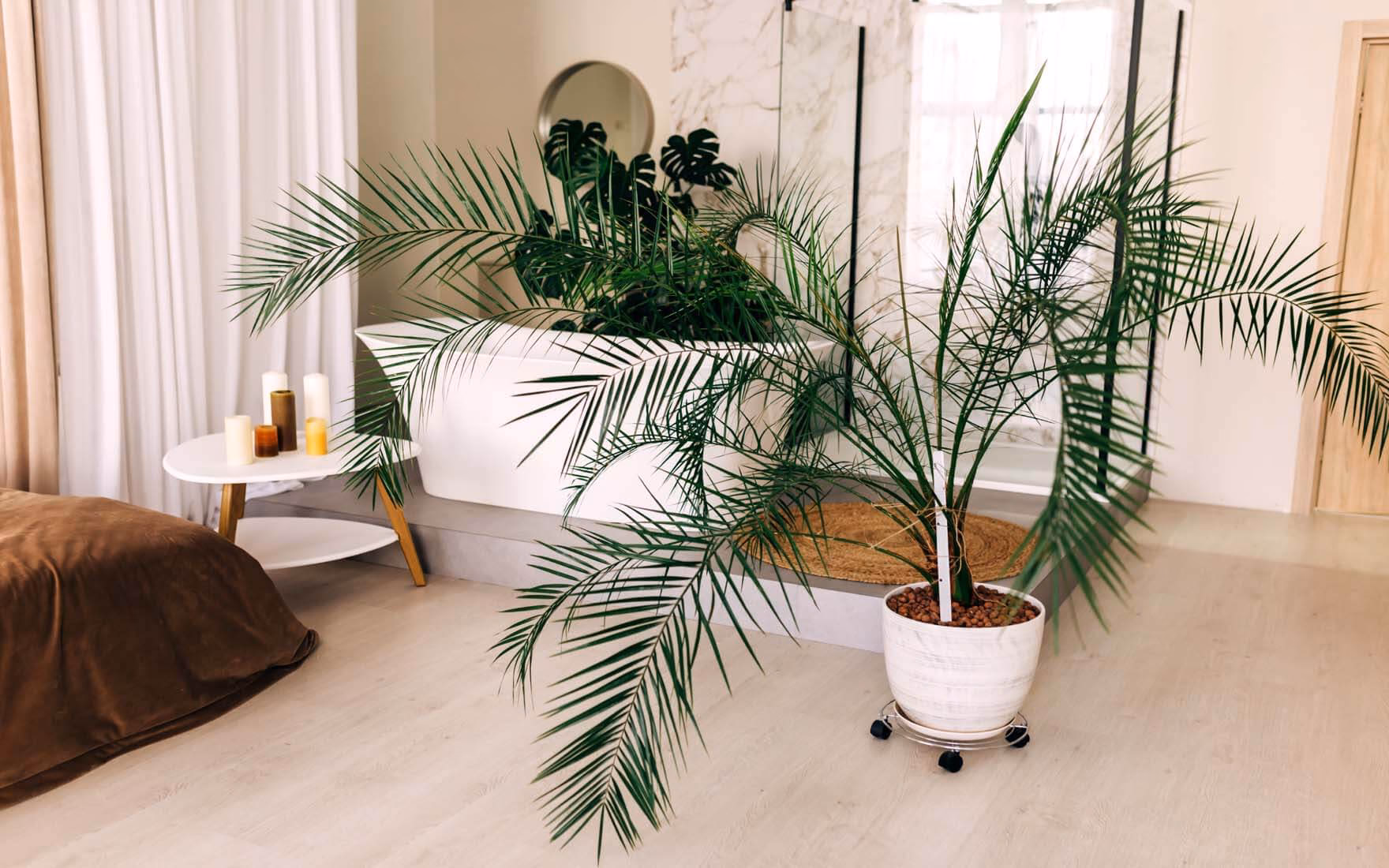 Czy ogrzewanie podłogowe szkodzi kwiatom?