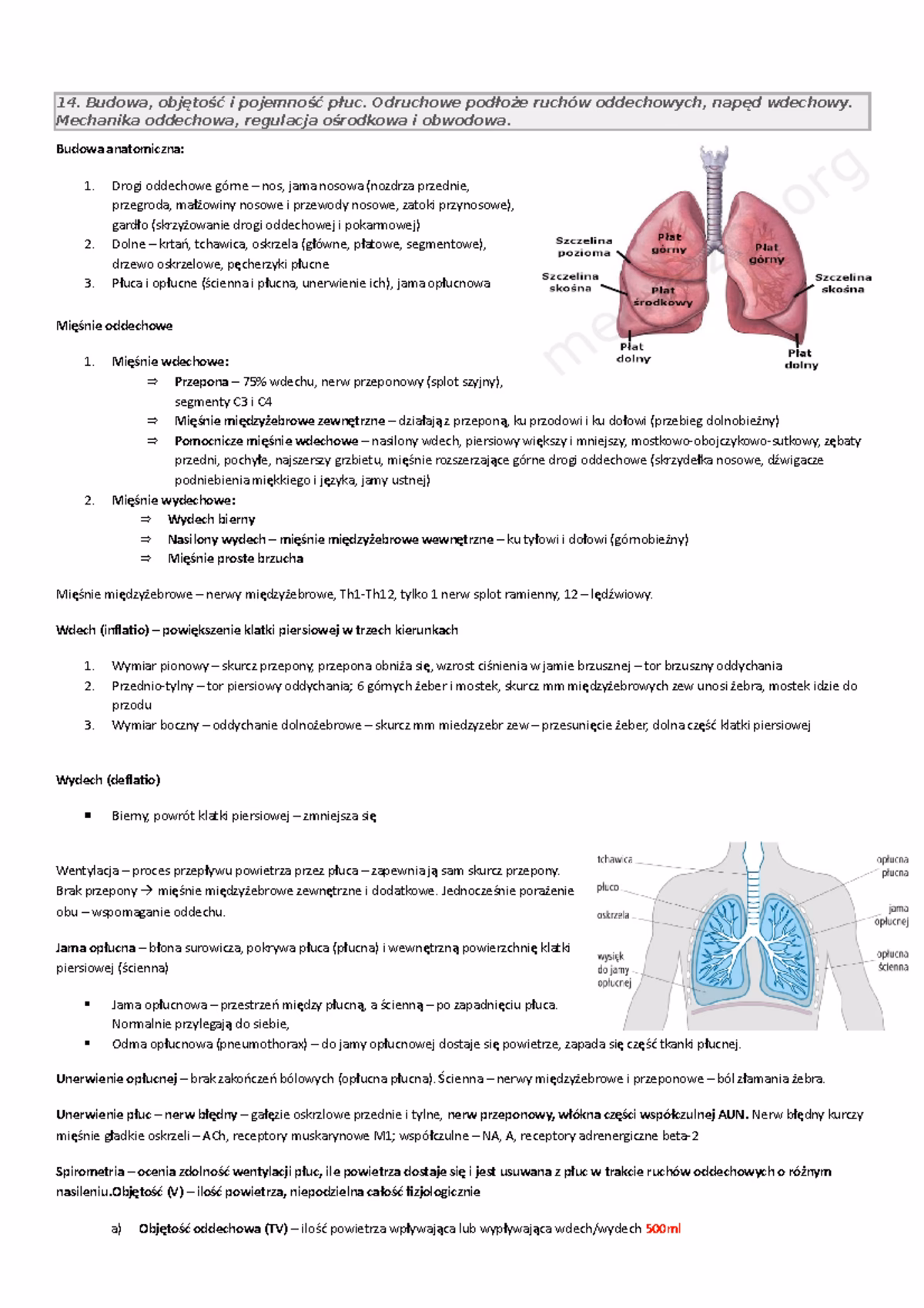 Co stymuluje wentylację płuc?