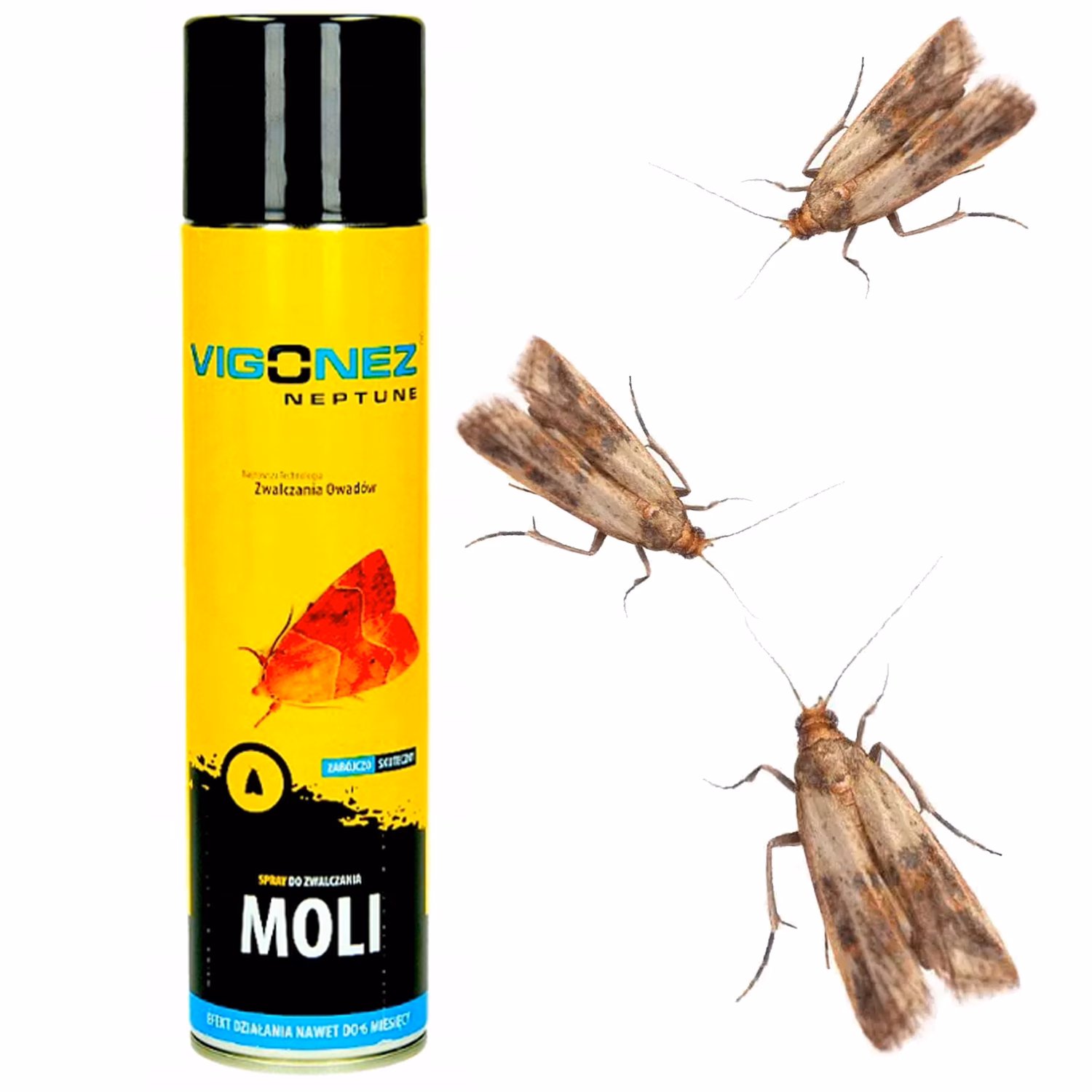 Jak znaleźć gniazdo moli spożywczych?