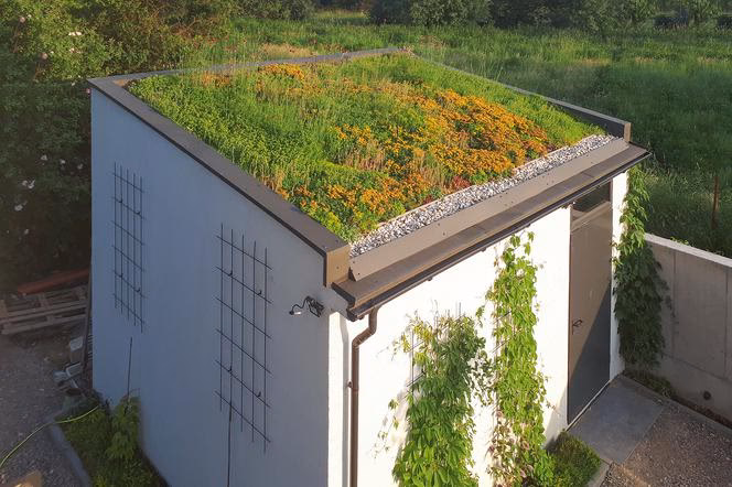 Co daje trawa na dachu?