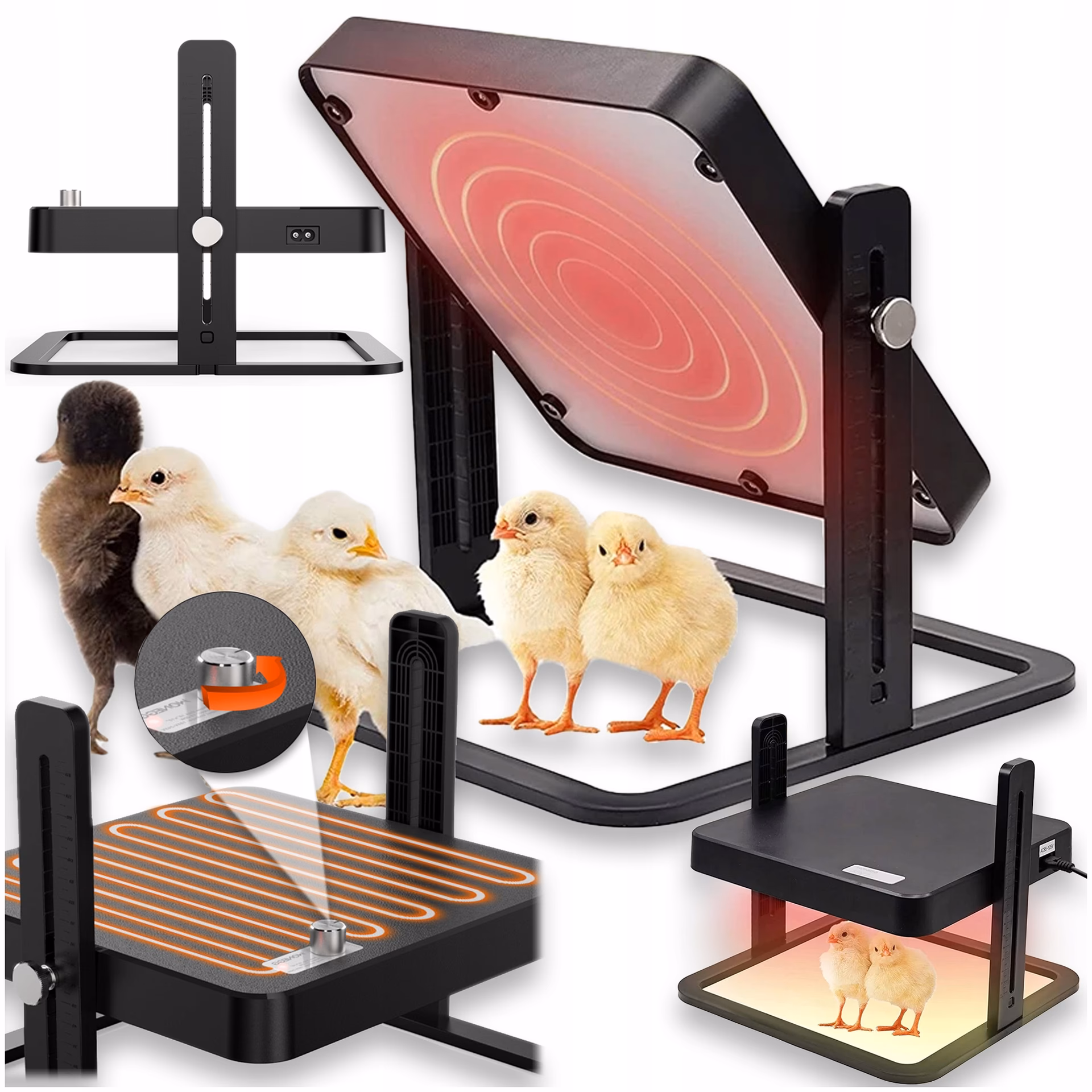 Jaka temperatura do odchówu kurcząt?