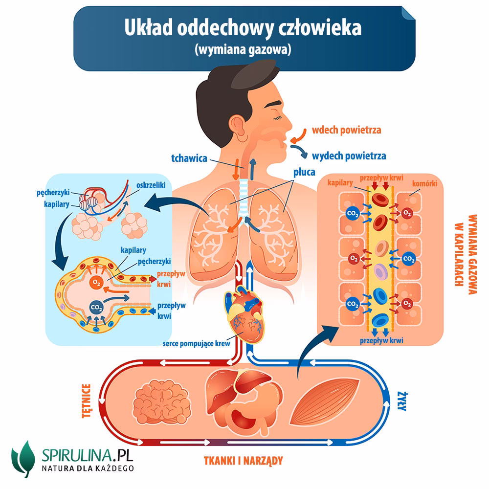 Co ogrzewa powietrze w nosie?