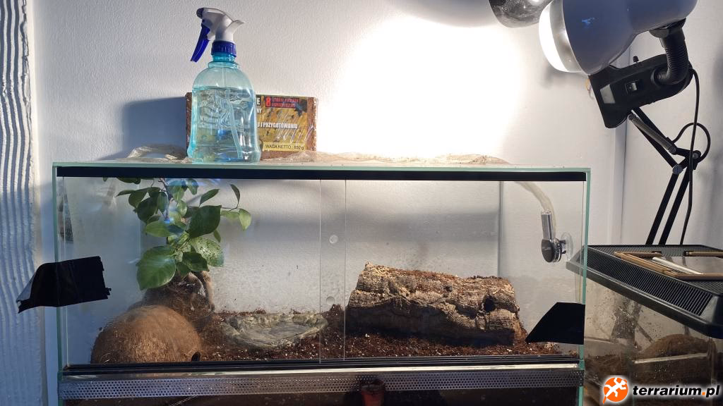 Jak długo nagrzewa się mata grzewcza w terrarium?