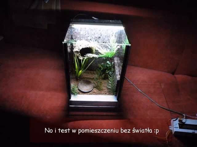 Czy ptaszniki potrzebują ogrzewania?