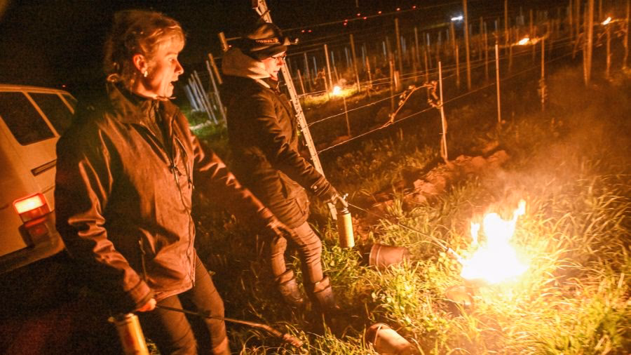 Ile butelek wina z 1 ha winnicy?