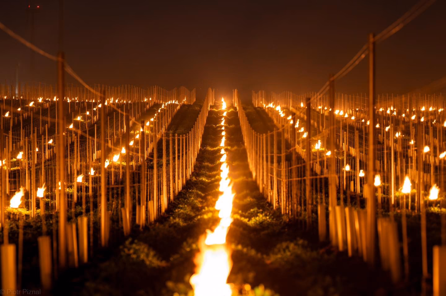 Czy winnica to dobry biznes?