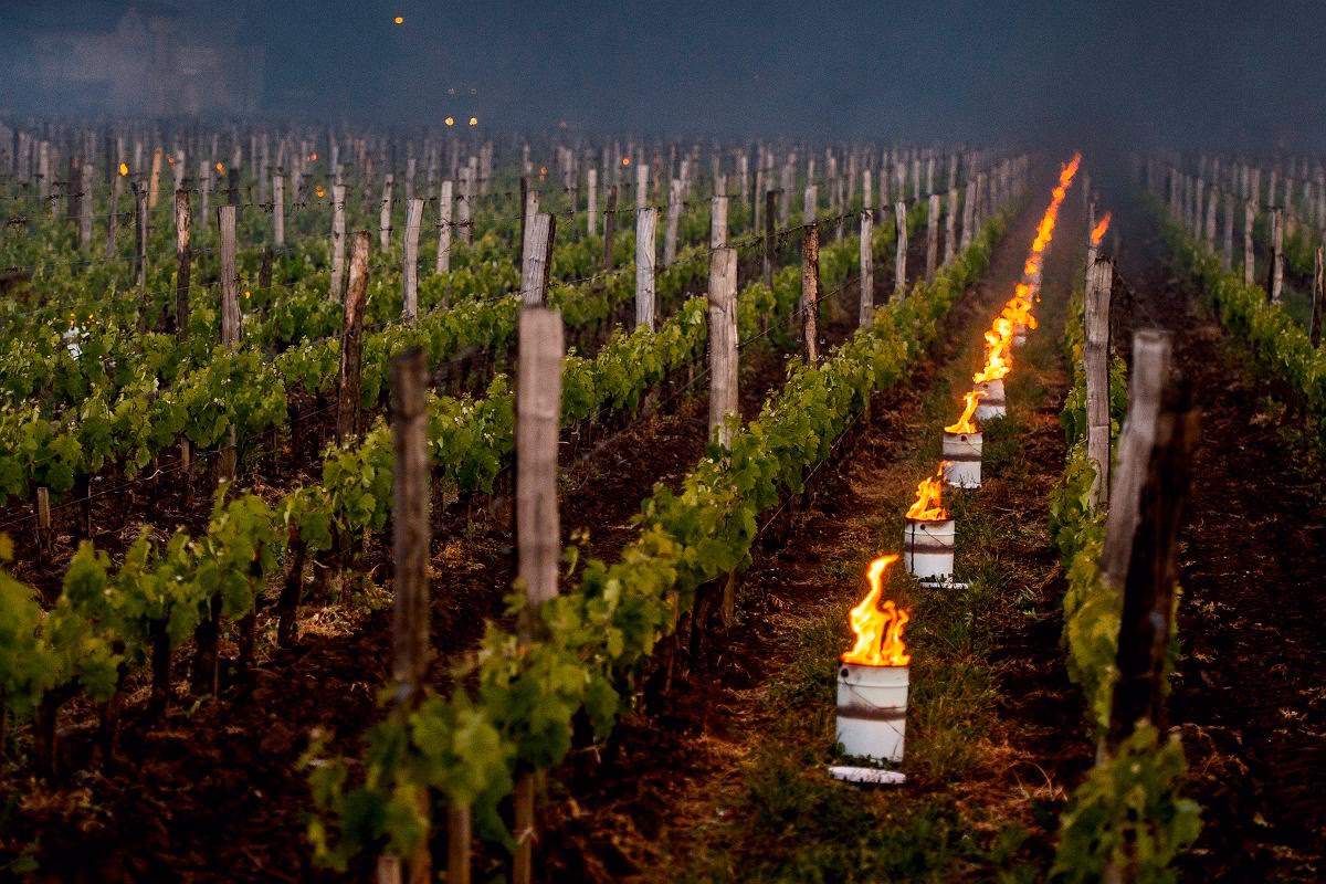 Jaką technologię stosuje się w winnicach?