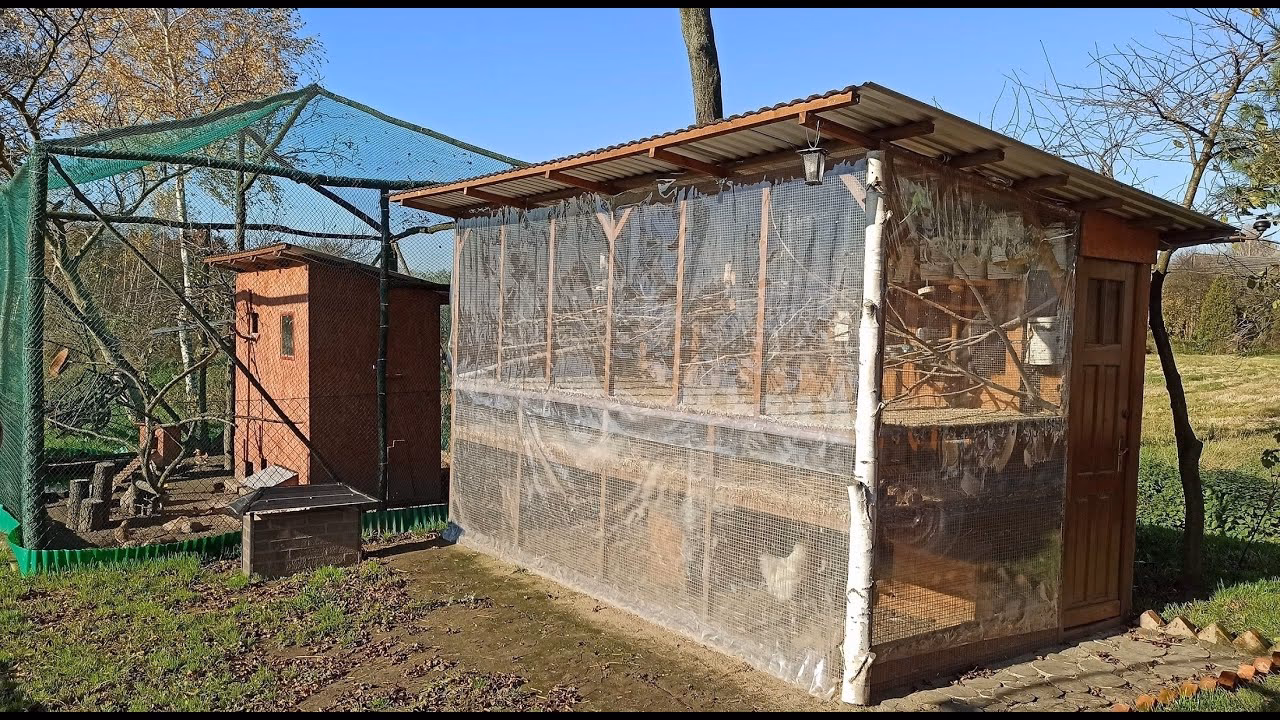 Czy papugi mogą zimować w wolierze?