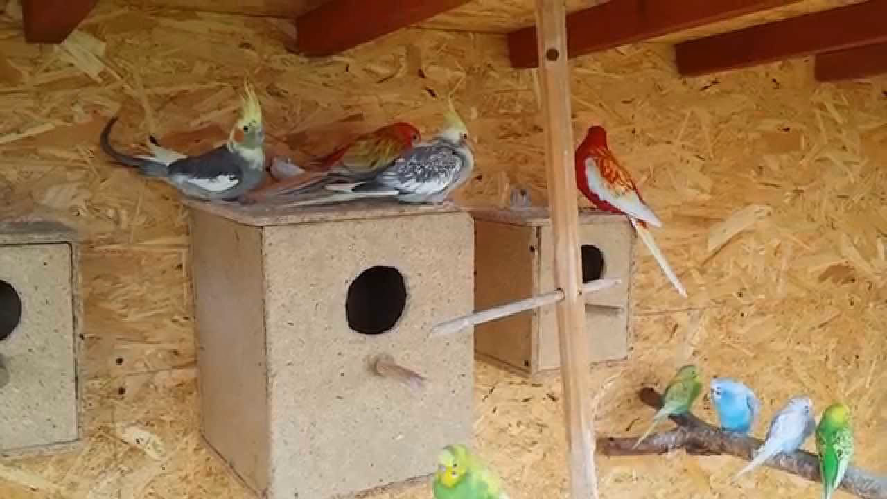 Czy papugi mogą zimować w wolierze?