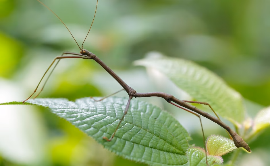 Od czego zdychają patyczaki?