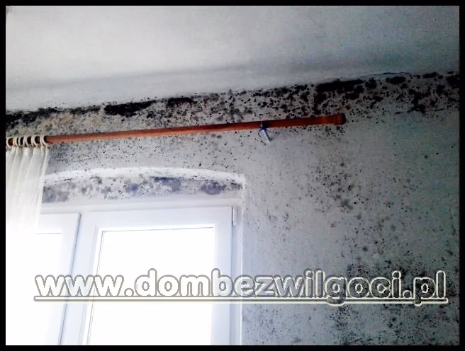 Czy osuszacz powietrza usuwa pleśń?