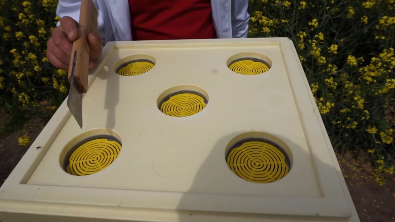 Jak zatrzymać pszczoły w ulu?