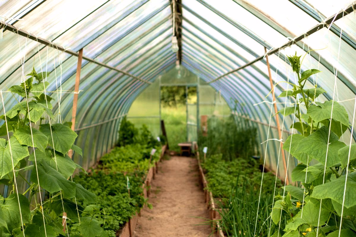 Jakie są rodzaje tuneli foliowych?