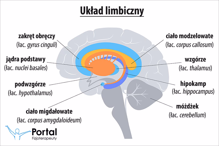 Czy układ limbiczny kontroluje oddychanie?