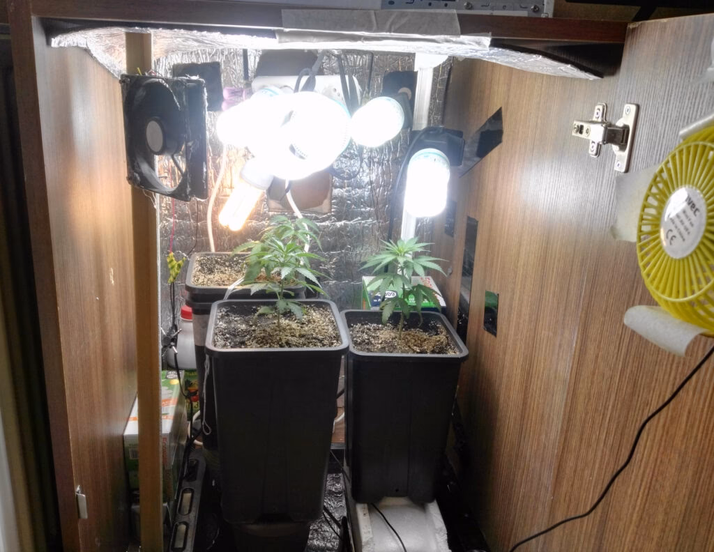 Jaka kara za 1 krzak?