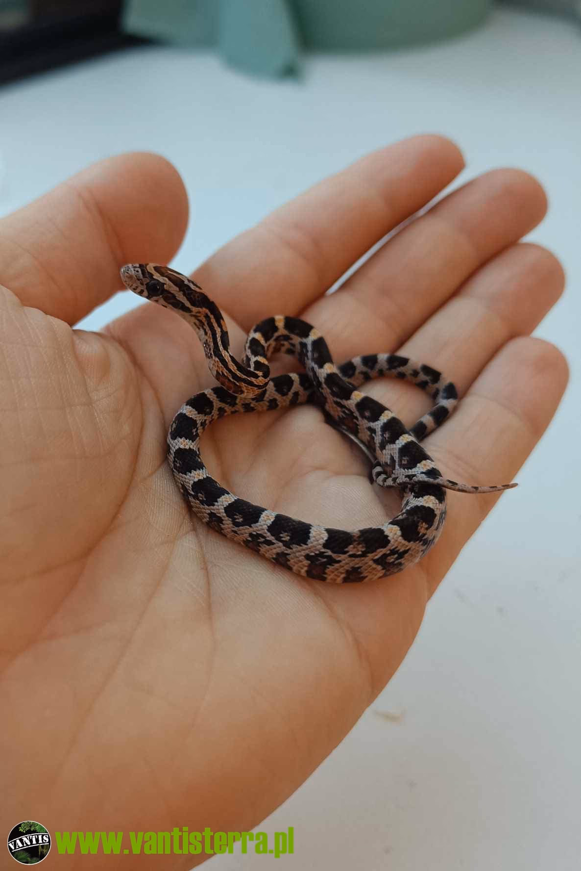 Jak zimować węża zbożowego?