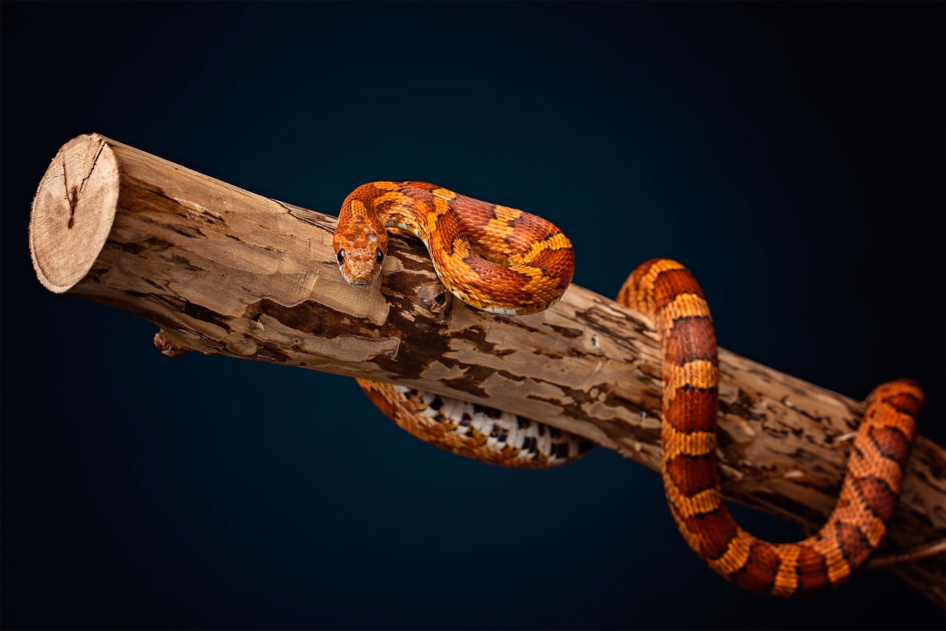 Czy wąż zbożowy musi mieć ogrzewanie?