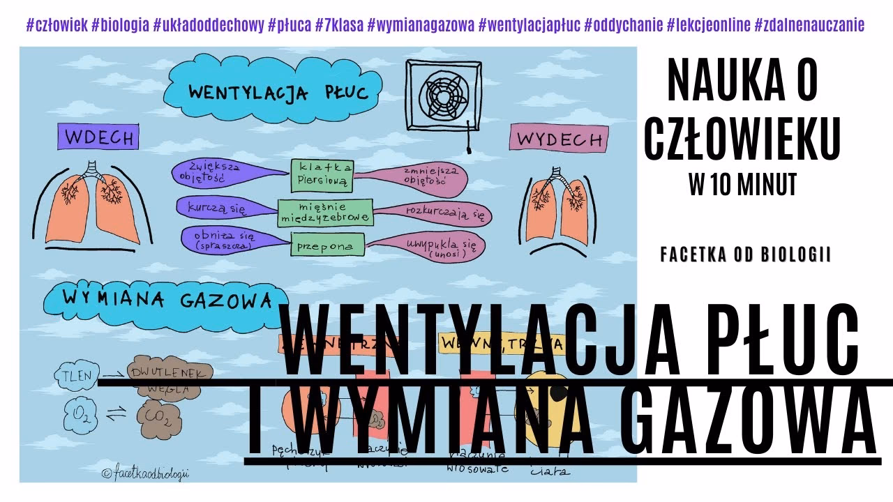 Jaki jest proces wentylacji na poziomie biologii?